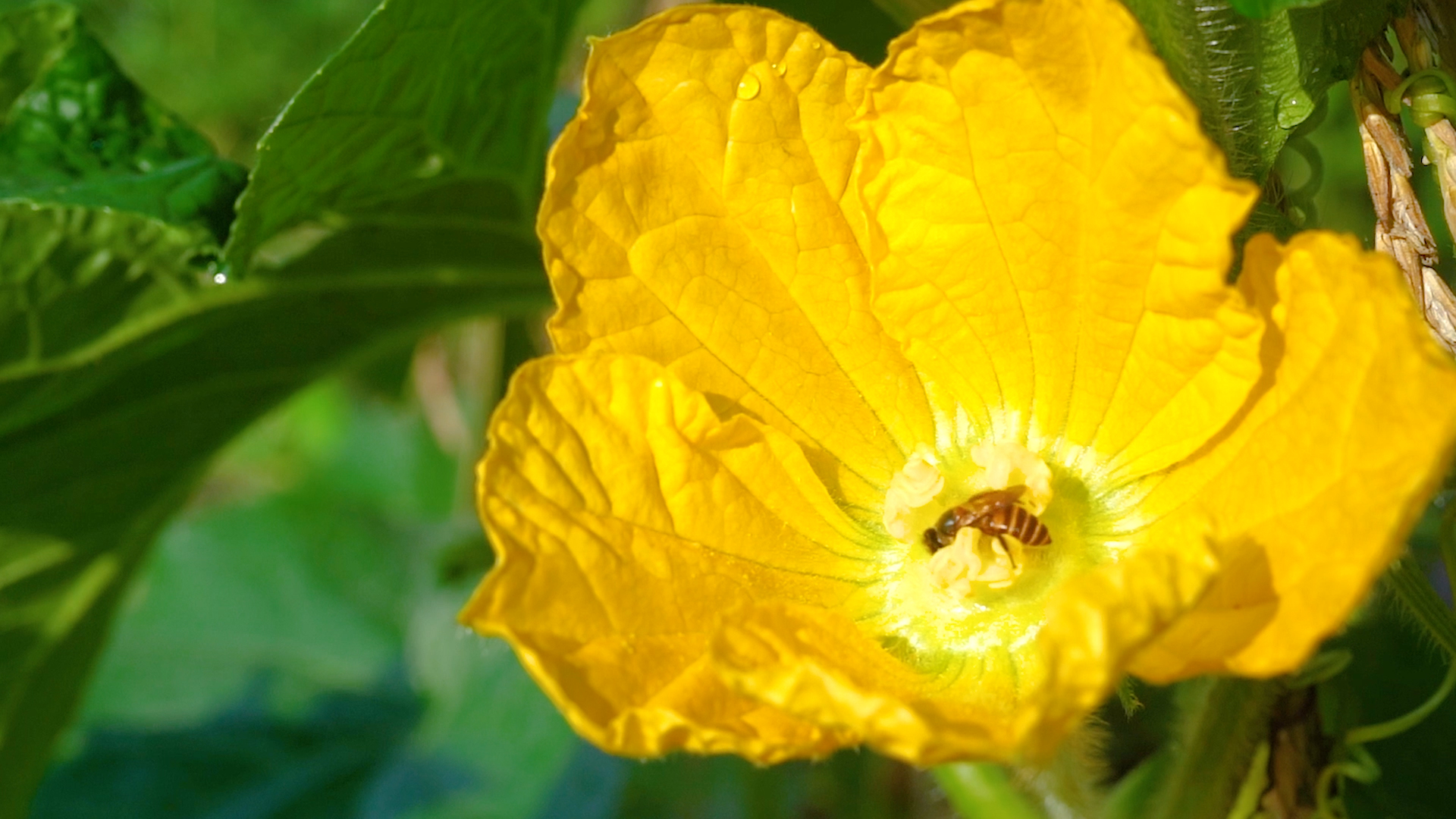 4k高清升格实拍丝瓜花花卉里的蜜蜂夏季夏天风景自然风景视频的预览图