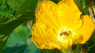 4k高清升格实拍丝瓜花花卉里的蜜蜂夏季夏天风景自然风景视频的预览图