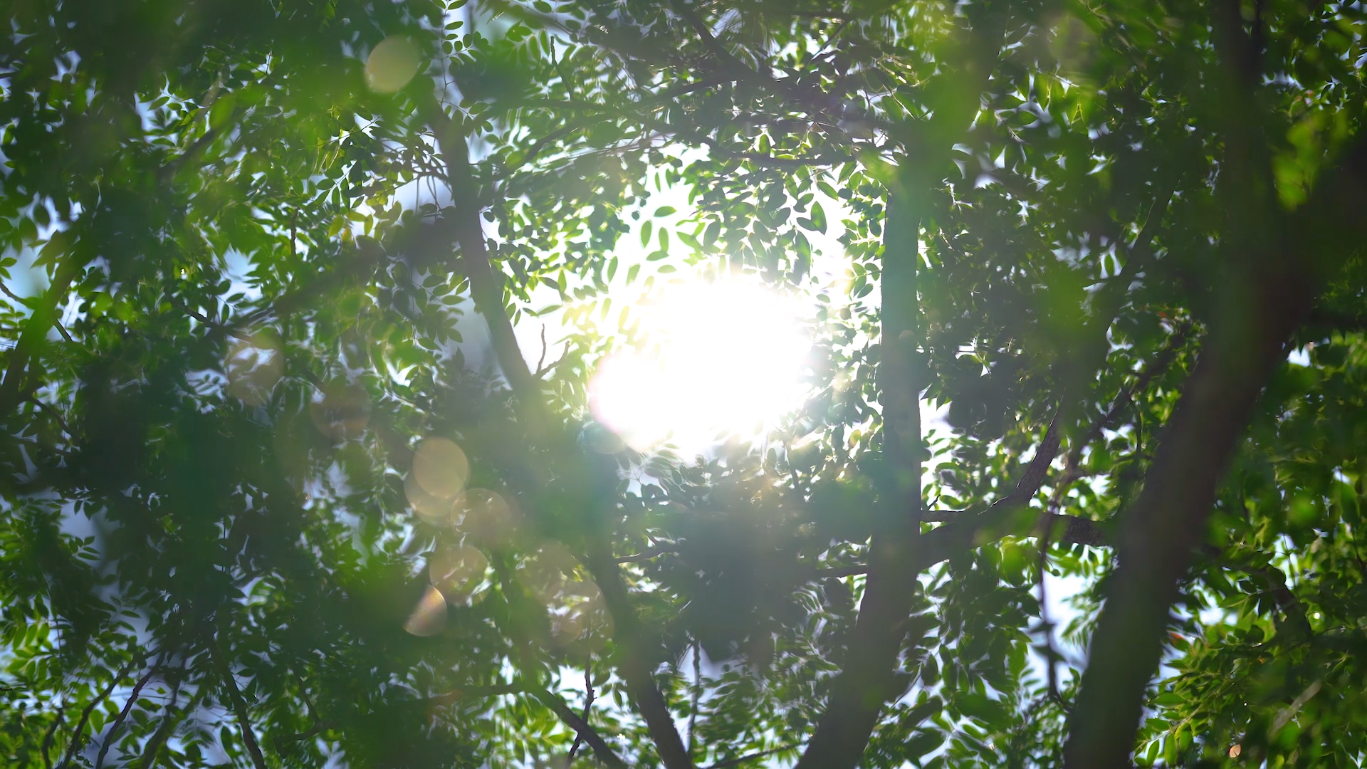 4k实拍唯美逆光阳光透过植物风光意境唯美意境空境自然风景自然风光视频的预览图