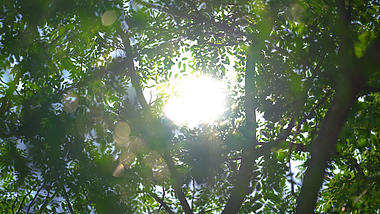 4k实拍唯美逆光阳光透过植物风光意境唯美意境空境自然风景自然风光视频的预览图