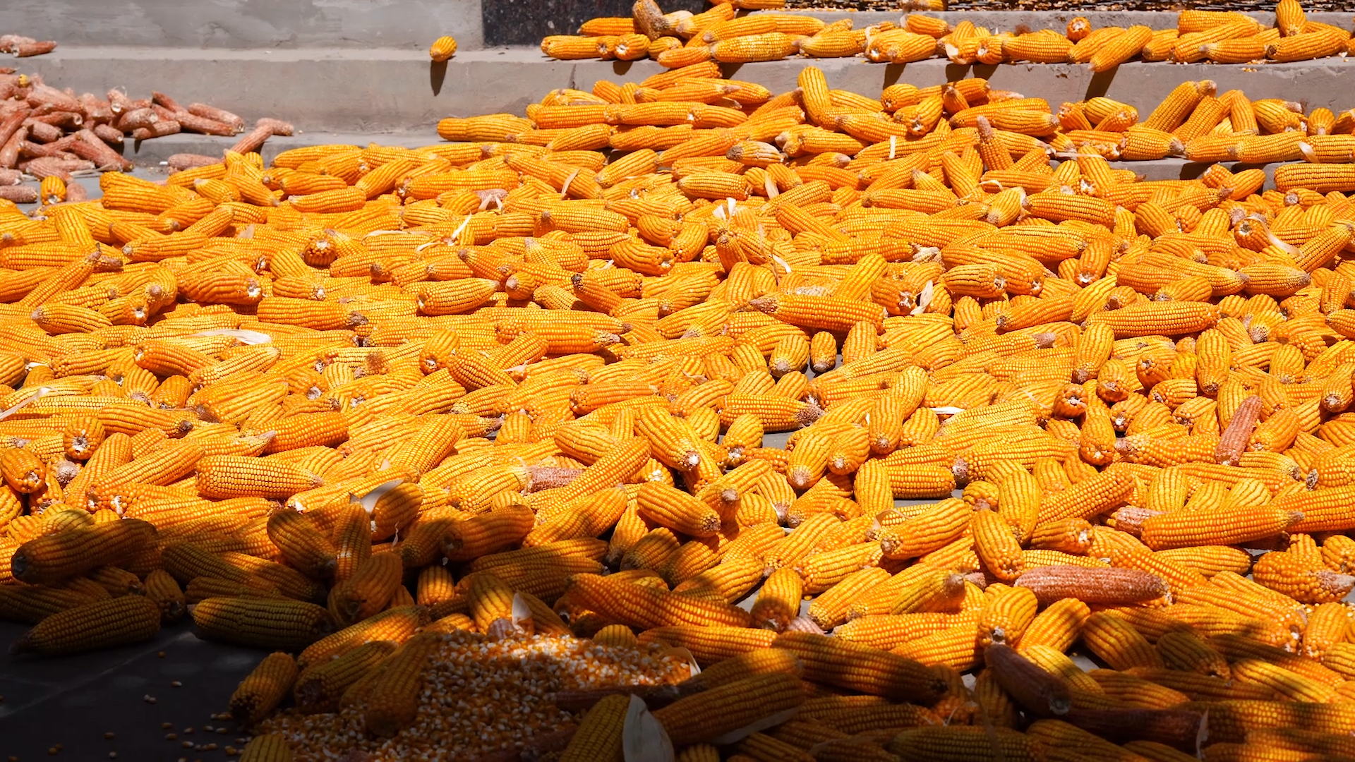 4k实拍夏季丰收晾晒的玉米丰收季视频的预览图