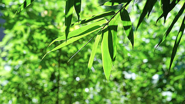 4k实拍唯美阳光下的竹子意境风光夏季夏天风景自然风景视频的预览图