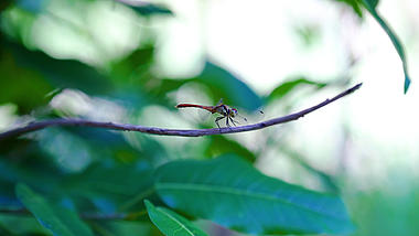 4k实拍唯美夏季意境枝头上的蜻蜓夏季夏天风景自然风景视频的预览图