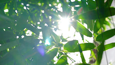 4k实拍唯美阳光透过竹子意境风光唯美空境自然风景自然风光视频的预览图
