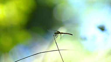 4k实拍夏日唯美阳光下的蜻蜓夏季夏天风景自然风景视频的预览图