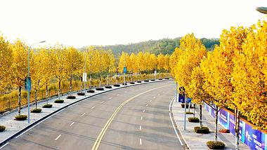 4K实拍公路两边金黄的枫叶秋天自然风景视频的预览图
