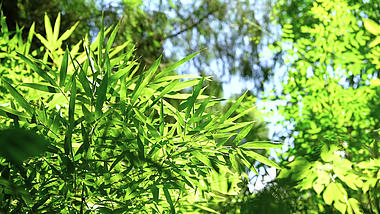 4k实拍唯美风光阳光下的竹子意境夏季夏天风景自然风景视频的预览图
