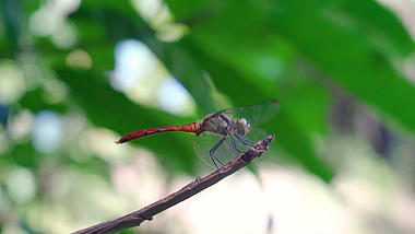 4k实拍唯美夏日树枝停留的红蜻蜓夏季夏天风景自然风景视频的预览图