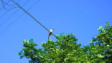 4k实拍唯美夏日站在电线上的鸟儿夏季夏天风景自然风景视频的预览图