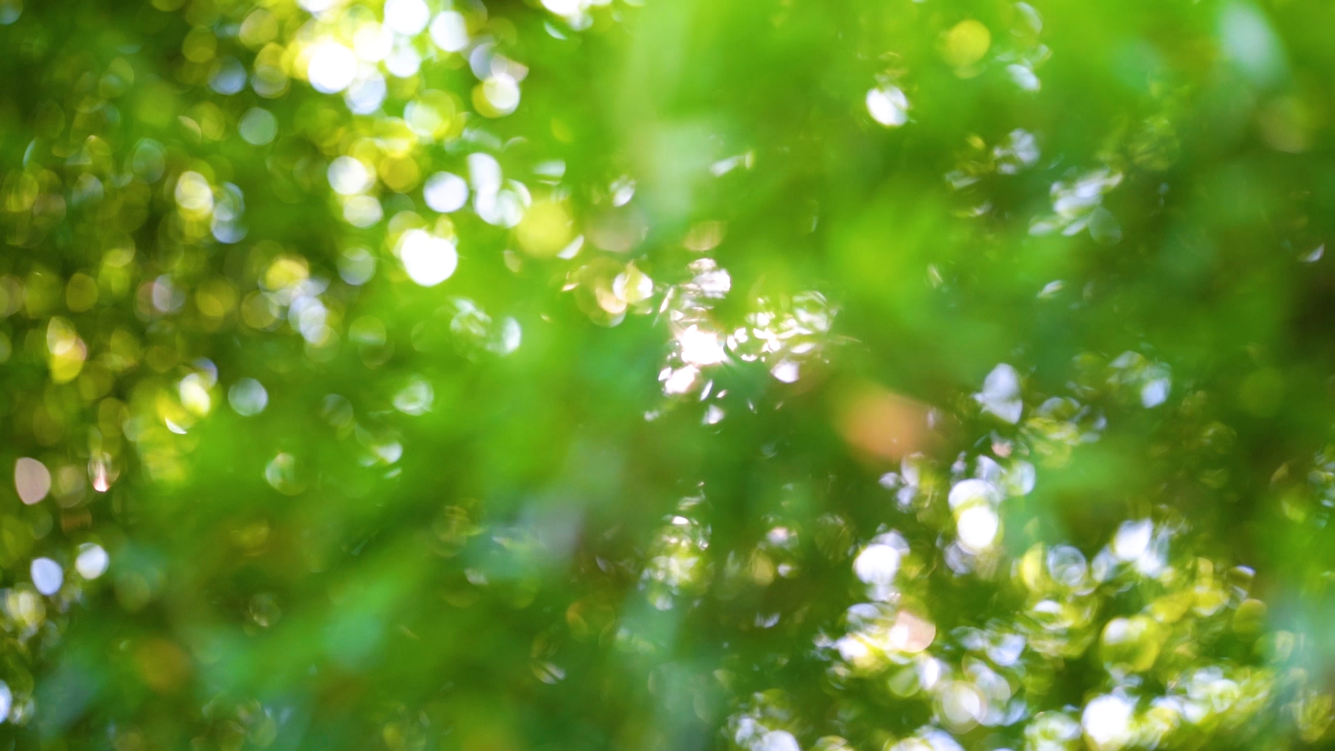 4k实拍唯美虚化光影阳光透过植物风光唯美意境空境自然风景自然风光视频的预览图