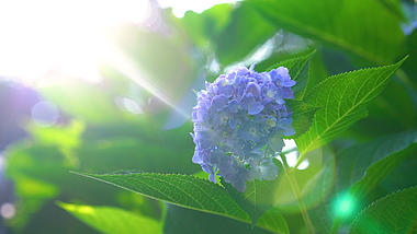 4K实拍唯美意境阳光下的绣球花夏季夏天风景自然风景花朵花儿视频的预览图