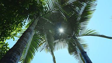 4k阳光穿过椰子树树叶自然唯美风景空镜视频的预览图