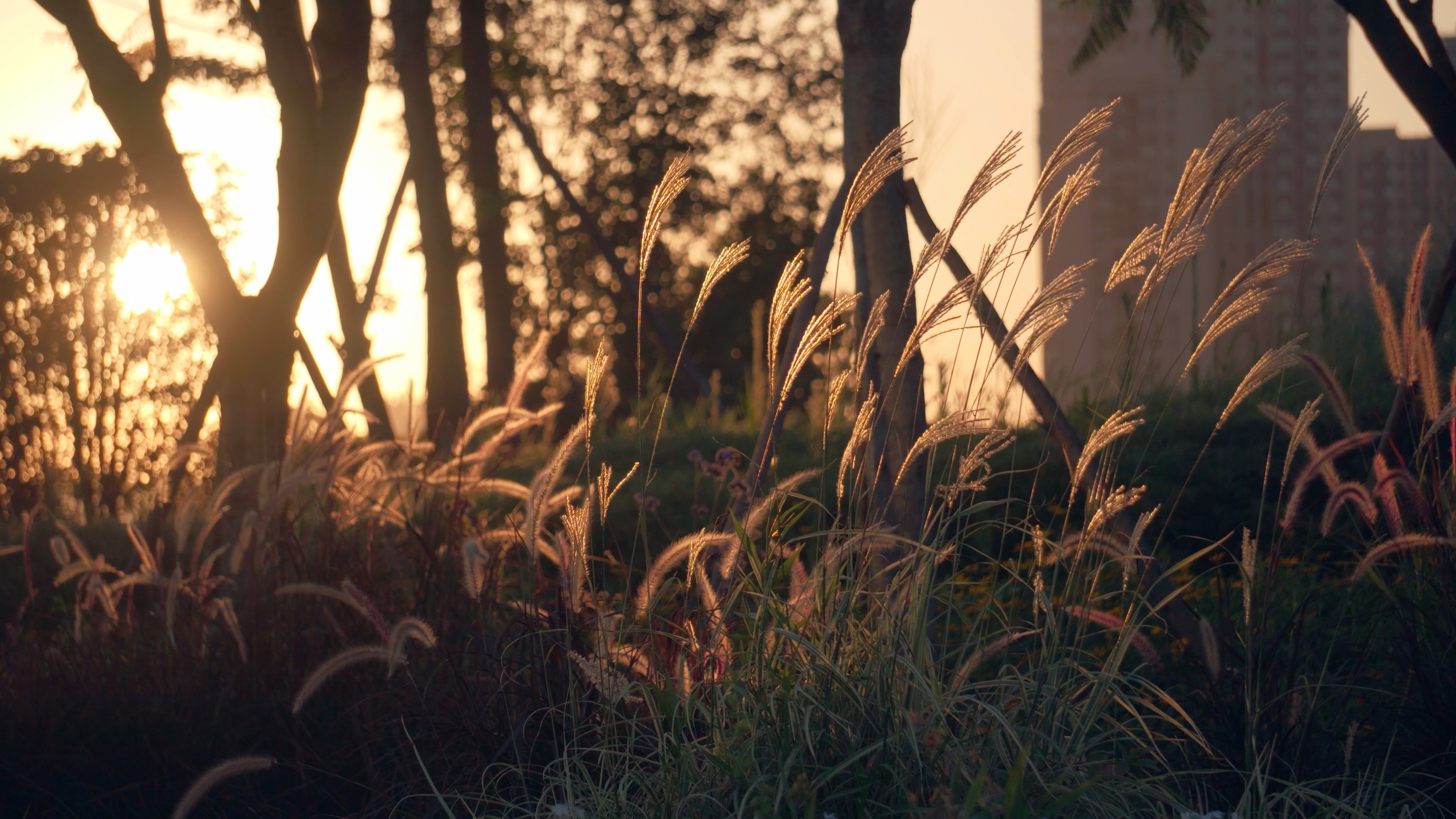 4K实拍唯美夕阳下写意芦苇植物治愈视频空镜视频的预览图