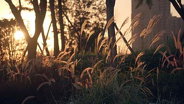 4K实拍唯美夕阳下写意芦苇植物治愈视频空镜视频的预览图