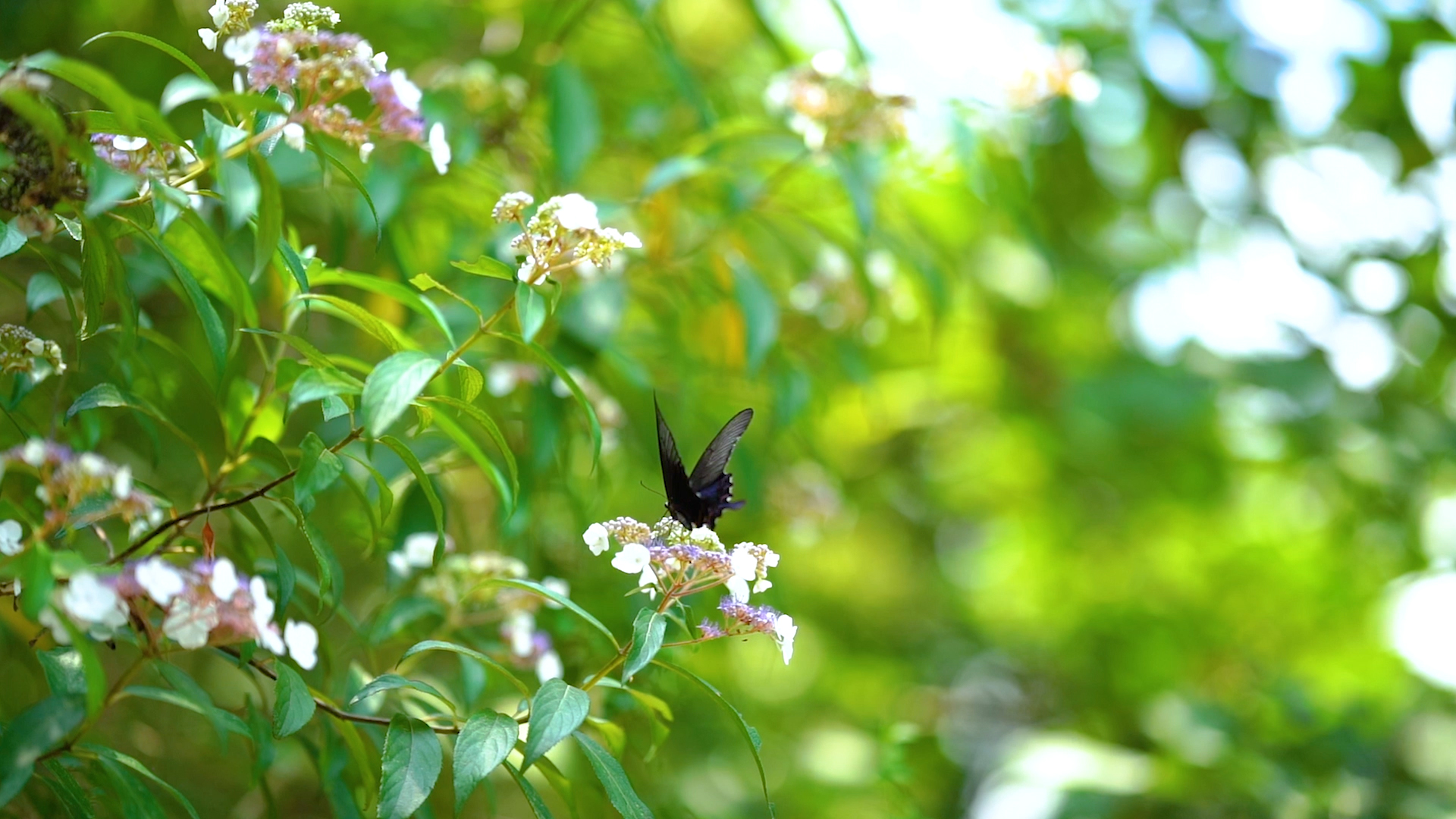 4K实拍山间花朵上飞舞的蝴蝶夏季夏日夏天风景自然风景视频的预览图
