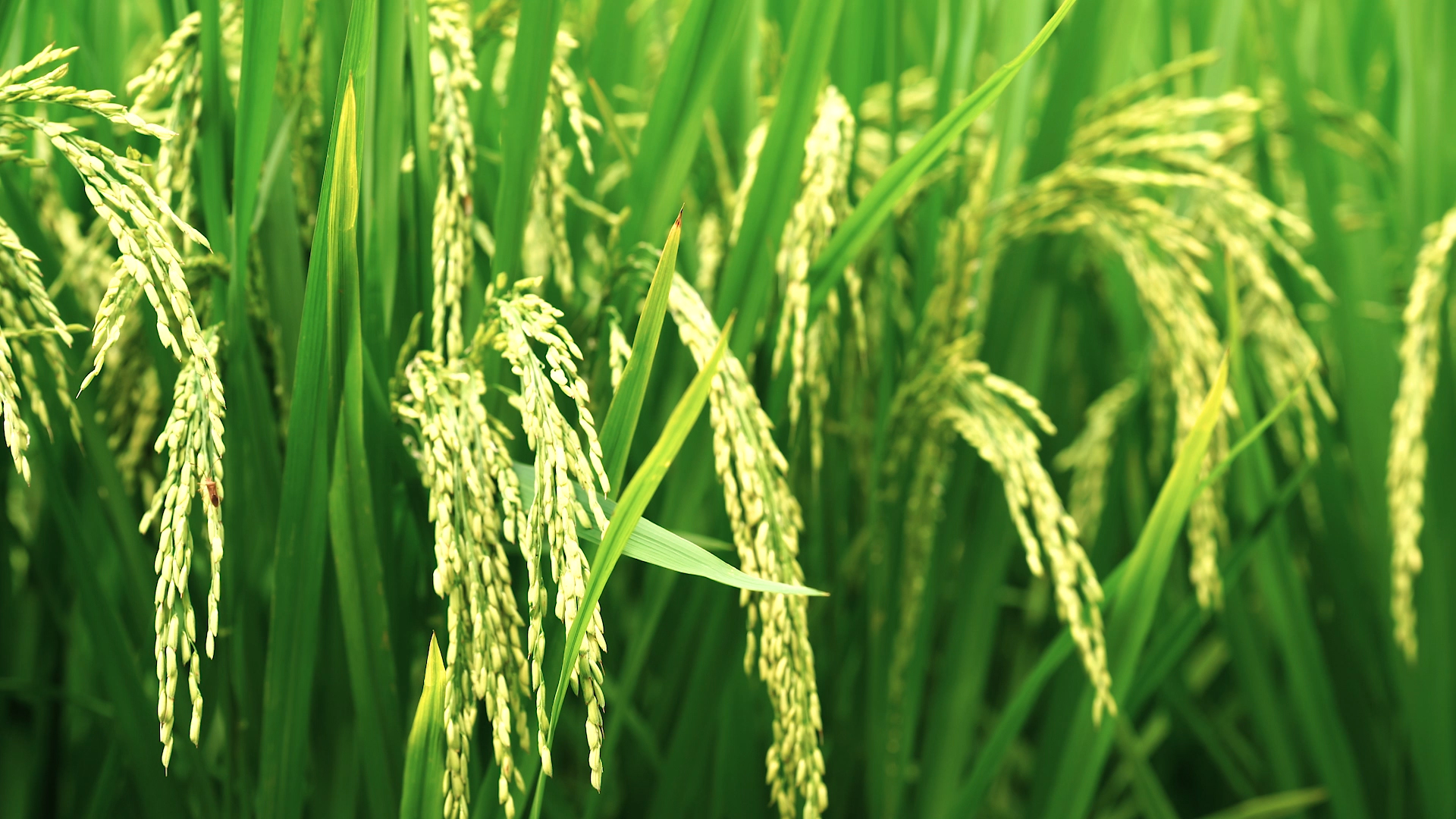 4k实拍田间成熟的稻穗稻子稻谷农村田园风景视频的预览图