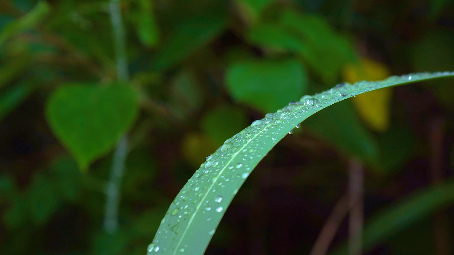 4k实拍雨后草叶上的雨滴露水下雨视频自然风景自然风光唯美意境视频的预览图