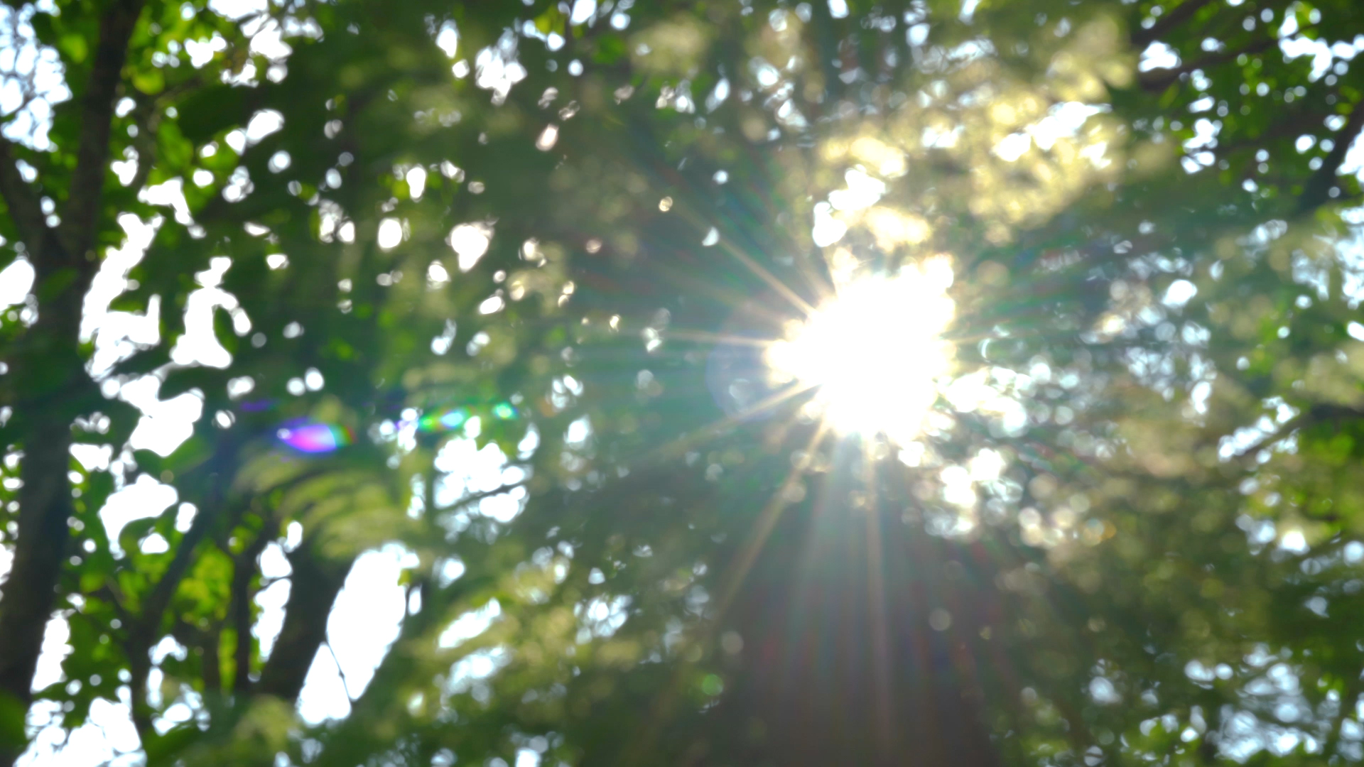 4k实拍唯美大光圈逆光意境夏季夏日夏天风景自然风景烈日炎炎阳光视频的预览图
