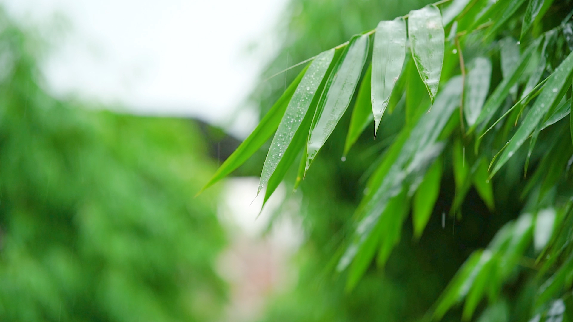 4k实拍唯美竹子下雨天雨水滴落下雨视频自然风景自然风光唯美意境视频的预览图