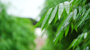 4k实拍唯美竹子下雨天雨水滴落下雨视频自然风景自然风光唯美意境视频的预览图