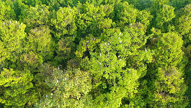 4K航拍树上的白鹤自然栖息地风光原始森林自然风景自然风光视频的预览图