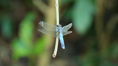 4k蜻蜓昆虫大自然生物实拍夏天风景空镜唯美意境空境视频的预览图