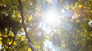 4K秋天阳光照射逆光树上枫叶意境空境视频的预览图