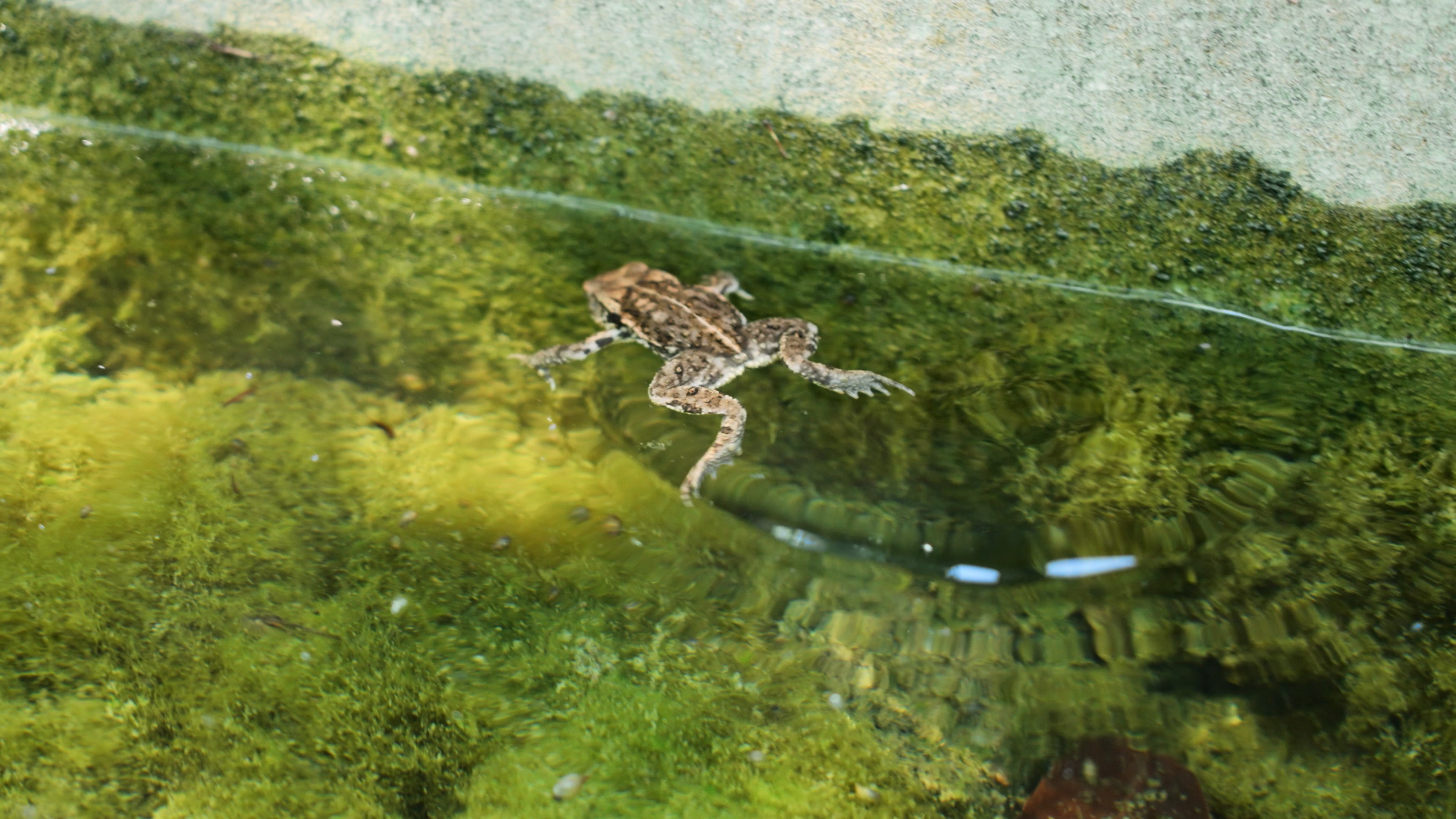 4k青蛙在水池中游动池塘青蛙青蛙游泳实拍视频的预览图