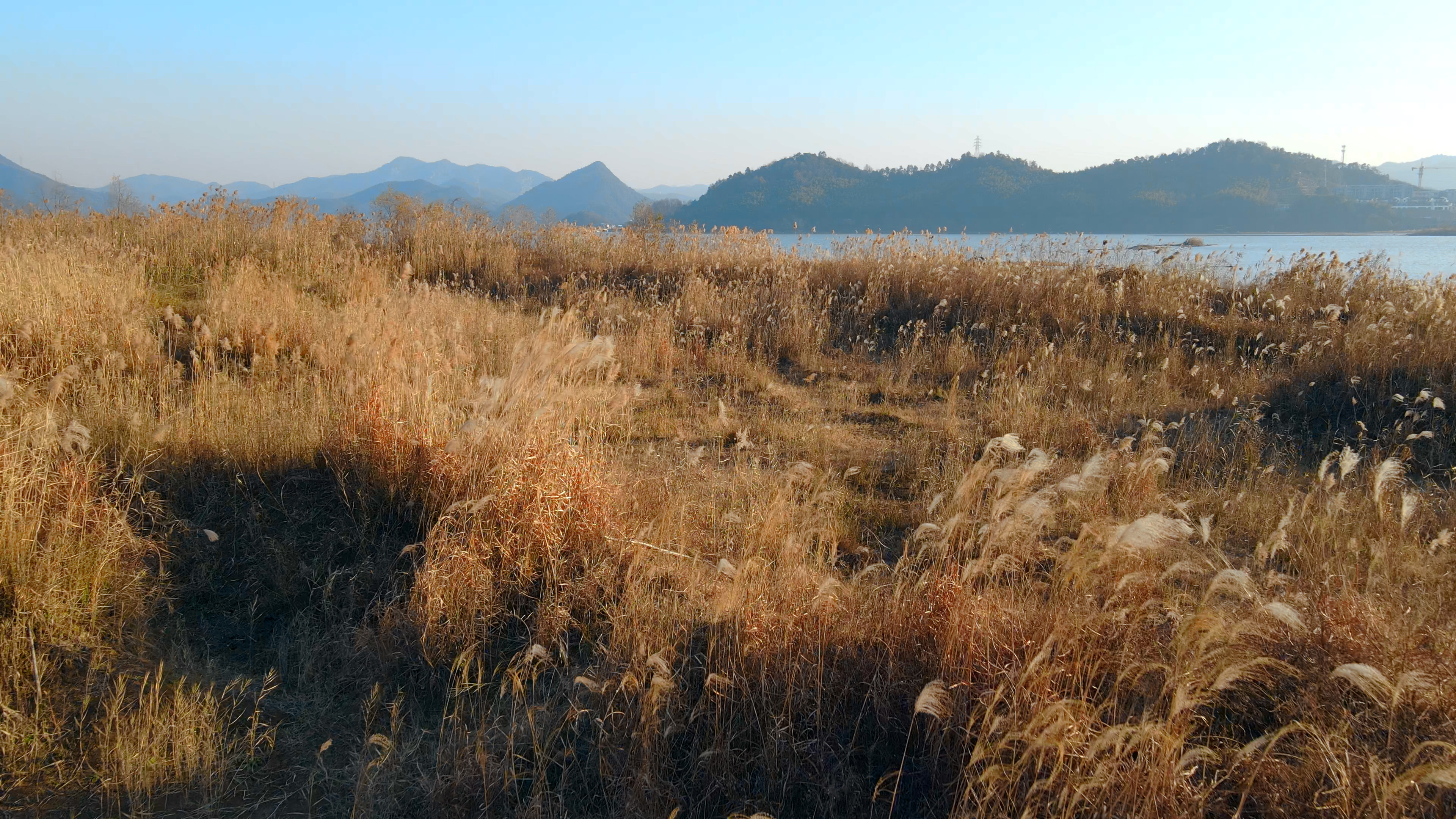 4K航拍唯美夕阳下的芦苇荡意境自然风景空镜视频的预览图