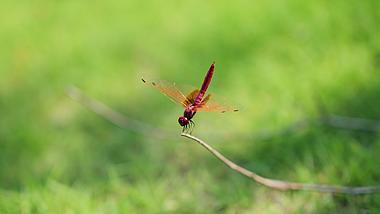 4k蜻蜓红蜻蜓大自然昆虫实拍自然风景意境空境视频的预览图