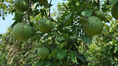 4k果树上的柚子未成熟水果实拍农业种植视频的预览图