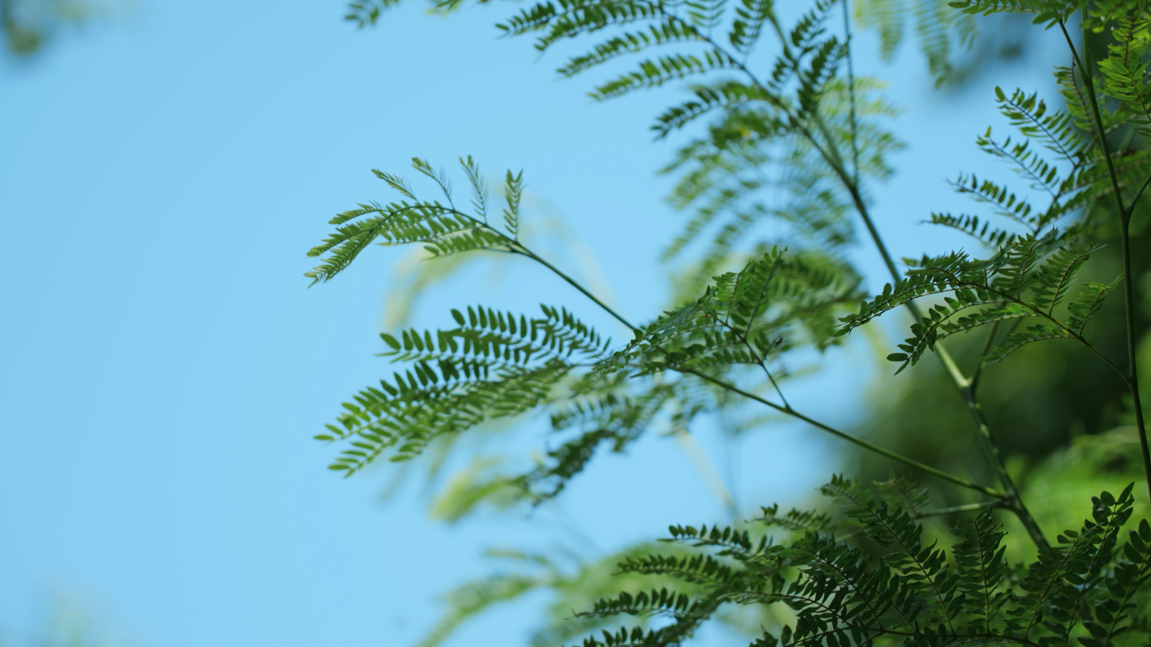 4k清新绿色植物叶子随风飘动自然空镜唯美意境视频的预览图