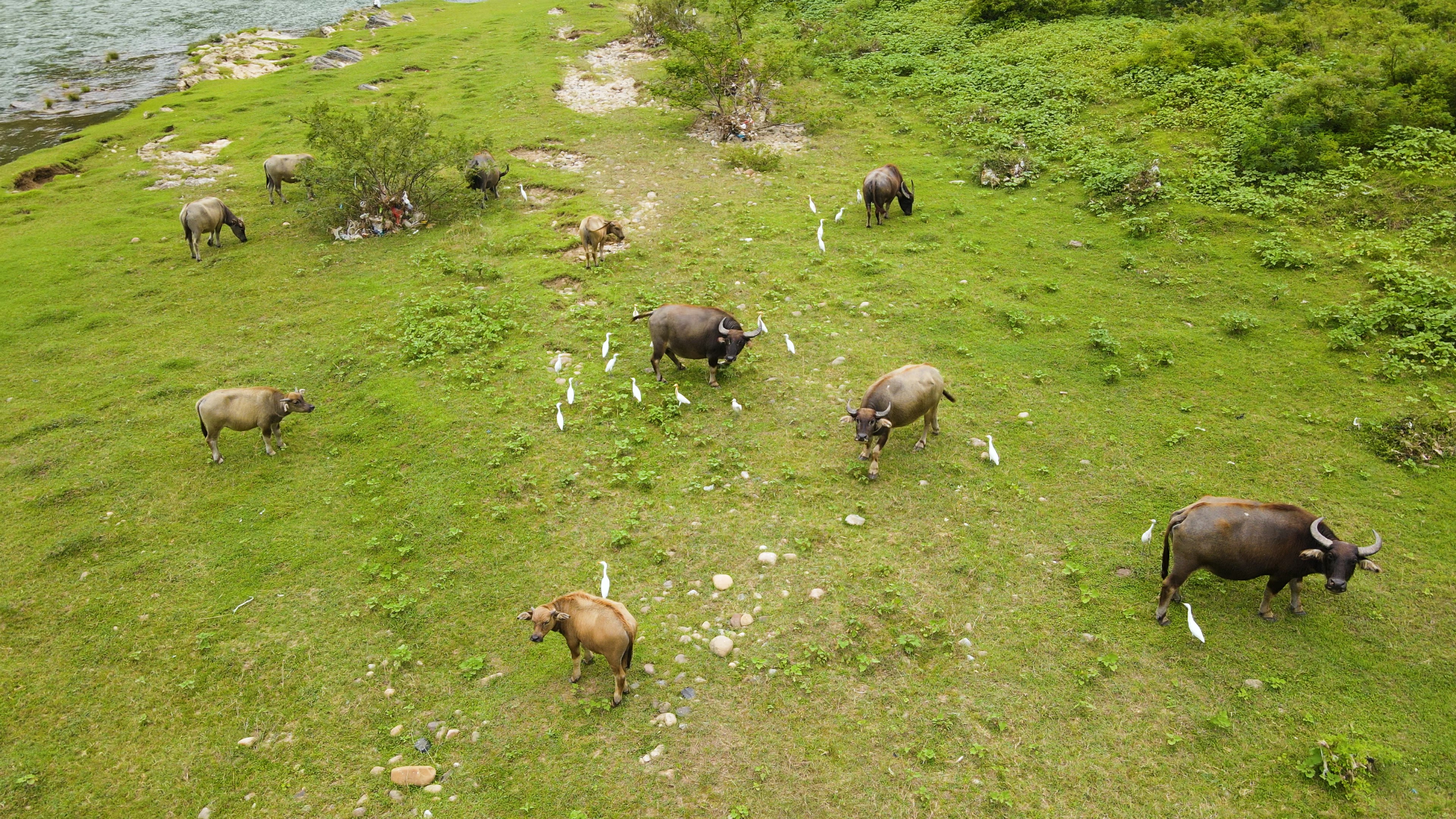 4K航拍动物河边的水牛牛群视频的预览图
