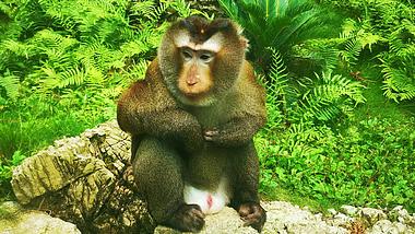 4K实拍动物园可爱动物猴子特写视频的预览图