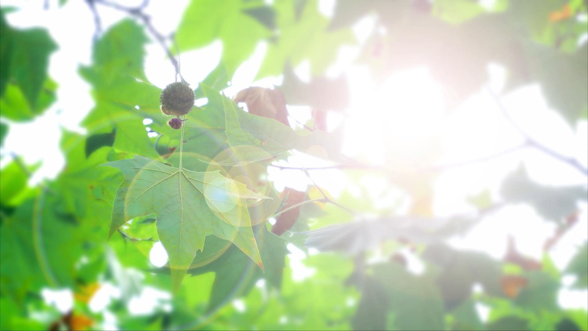 4K阳光照射下逆光的绿色枫叶自然风景意境空境视频的预览图