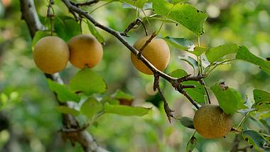 4k梨树上成熟的梨子实拍果树水果农业经济视频的预览图