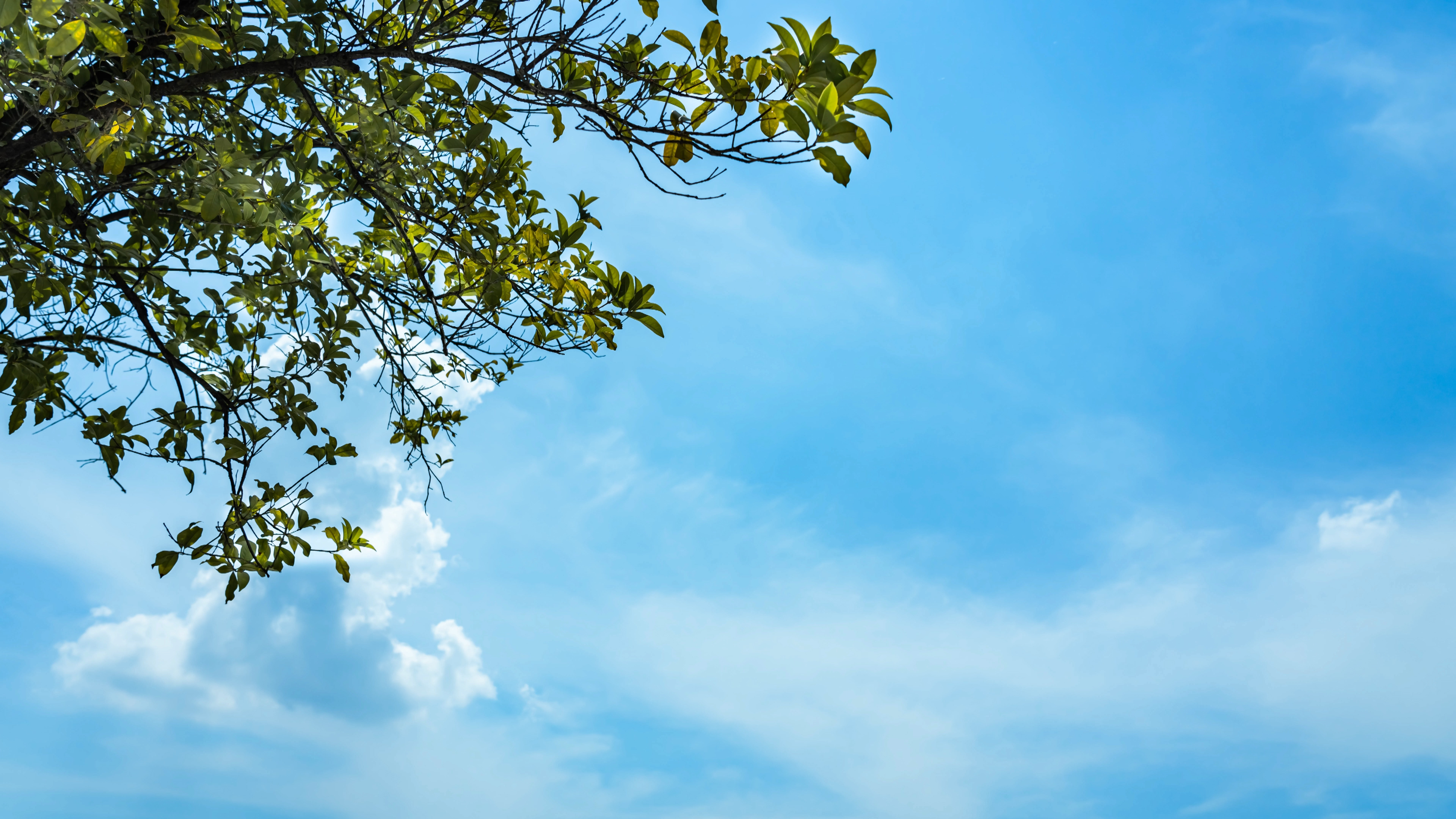 4K炎炎夏日阳光透过树叶云彩云朵延时摄影拍摄视频的预览图