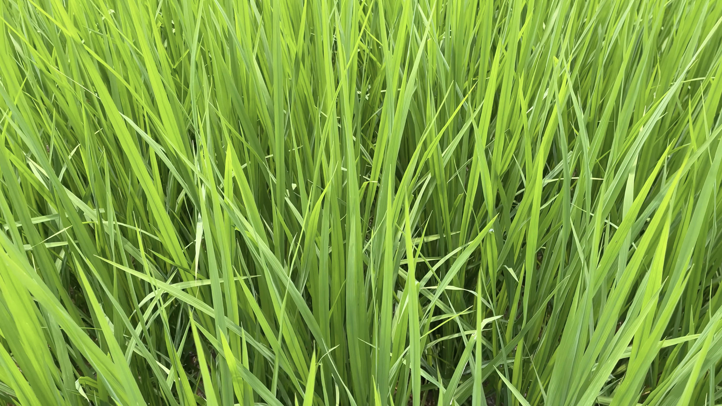 4k田地里绿油油的水稻苗农村乡村风景风光视频的预览图