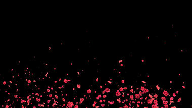 浪漫玫瑰花盛开花瓣洒落遮罩转场视频素材视频的预览图