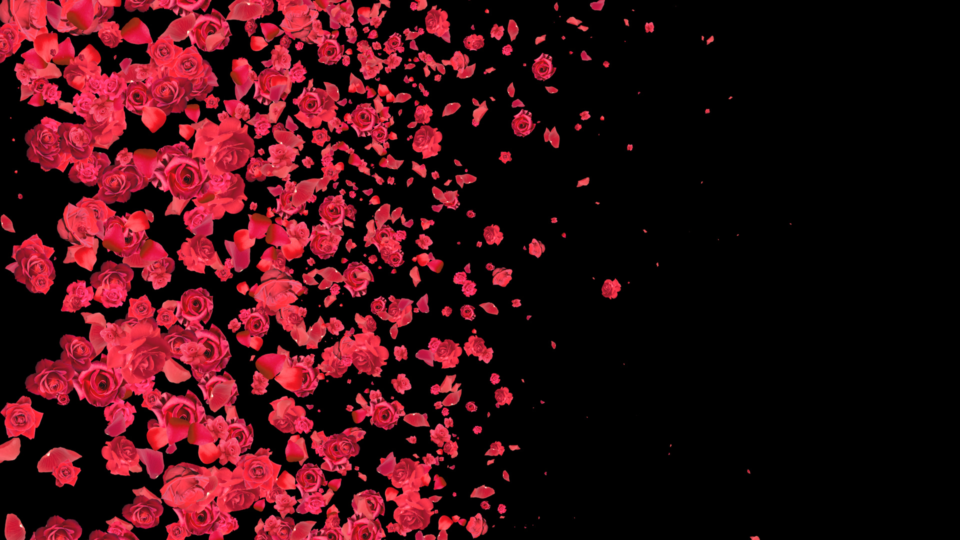 红色玫瑰花花瓣遮罩转场素材带通道mov视频的预览图