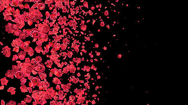 红色玫瑰花花瓣遮罩转场素材带通道mov视频的预览图