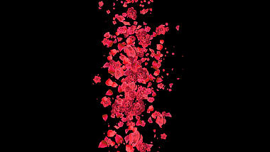玫瑰花向两边打开遮罩转场素材带通道mov视频的预览图