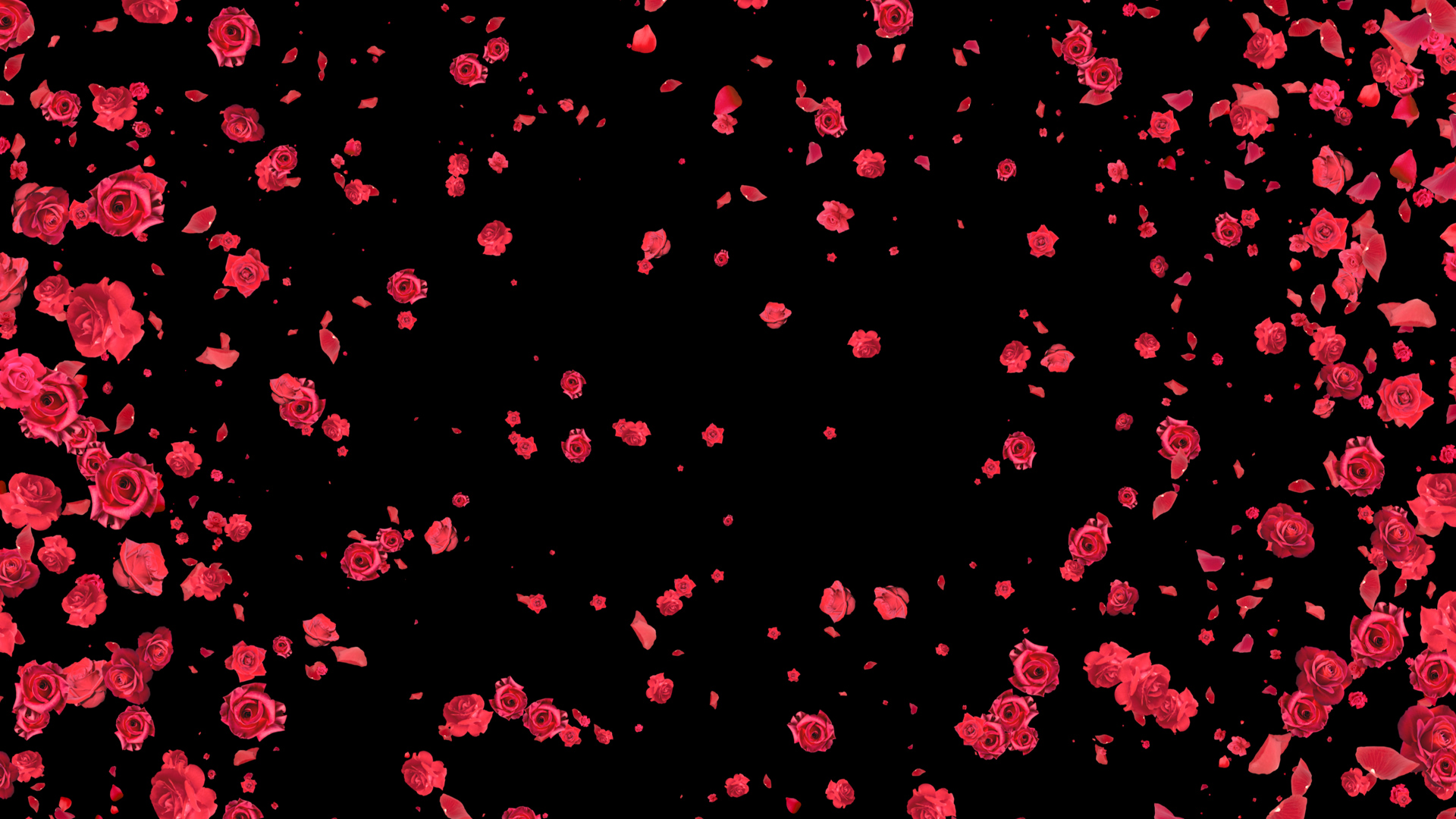 浪漫玫瑰花花瓣喷射散开遮罩转场带通道素材视频的预览图