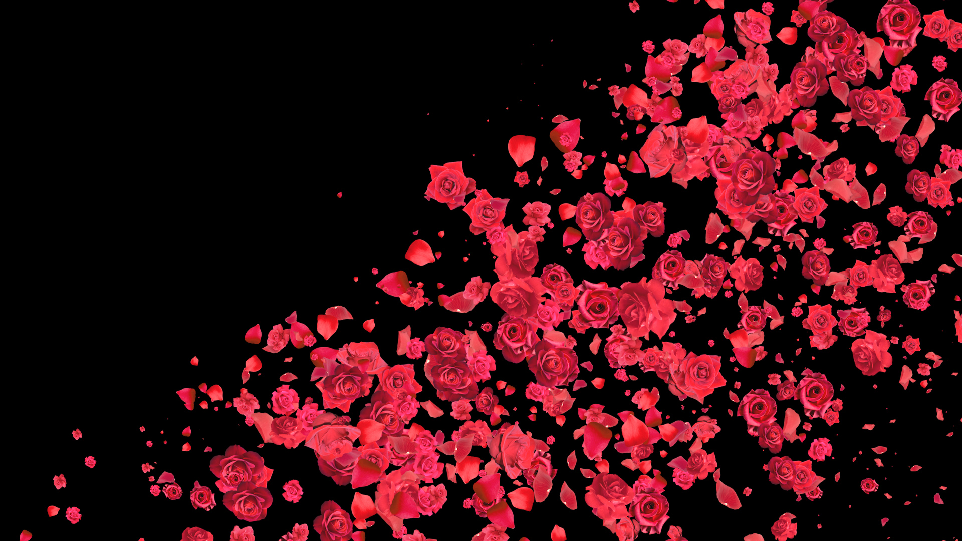 玫瑰花盛开旋转花瓣飘落遮罩转场视频素材MOV视频的预览图