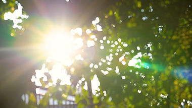 4k实拍唯美逆光阳光透过绿色植物意境风光视频的预览图