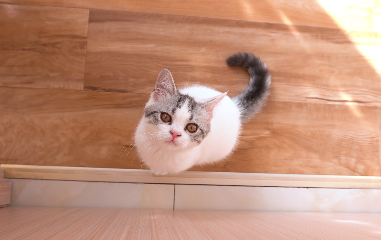 4K猫咪萌宠生活宠物调皮可爱视频的预览图
