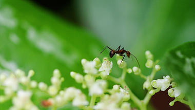 1080蚂蚁在花蕾上移动微距特写视频的预览图