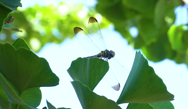 4K树林树叶间隙蜻蜓站立觅食空镜头夏季夏日夏天风景自然风景视频的预览图