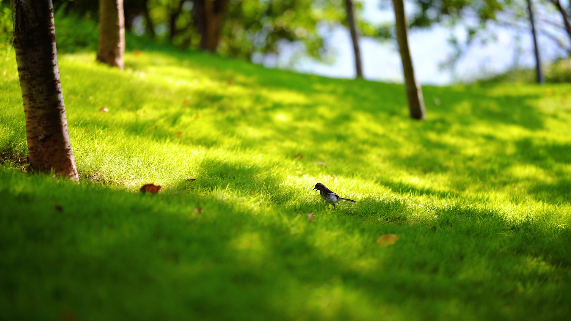 4k实拍小清新阳光照射下草坪上跳跃觅食的小鸟视频的预览图