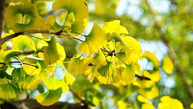 4K实拍秋天唯美金黄的银杏叶自然风景视频的预览图